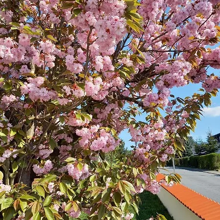 Odenwald Heaven Διαμέρισμα *