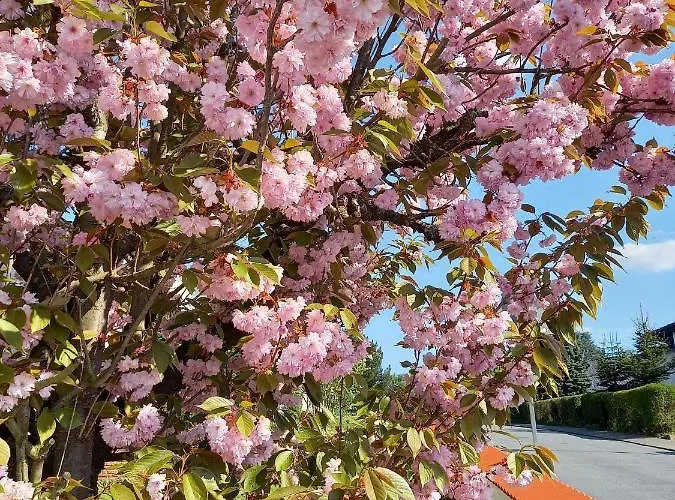 Odenwald Heaven Appartement *